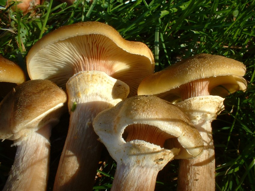 ultimi della stagione